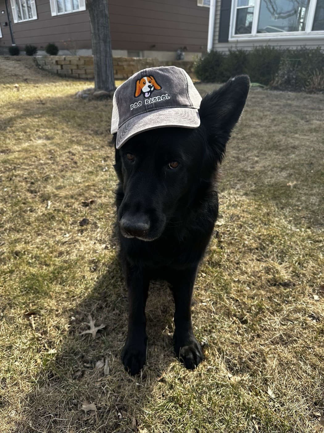 Happy dog in a clean backyard after pooper scooper service in Martelle, Iowa