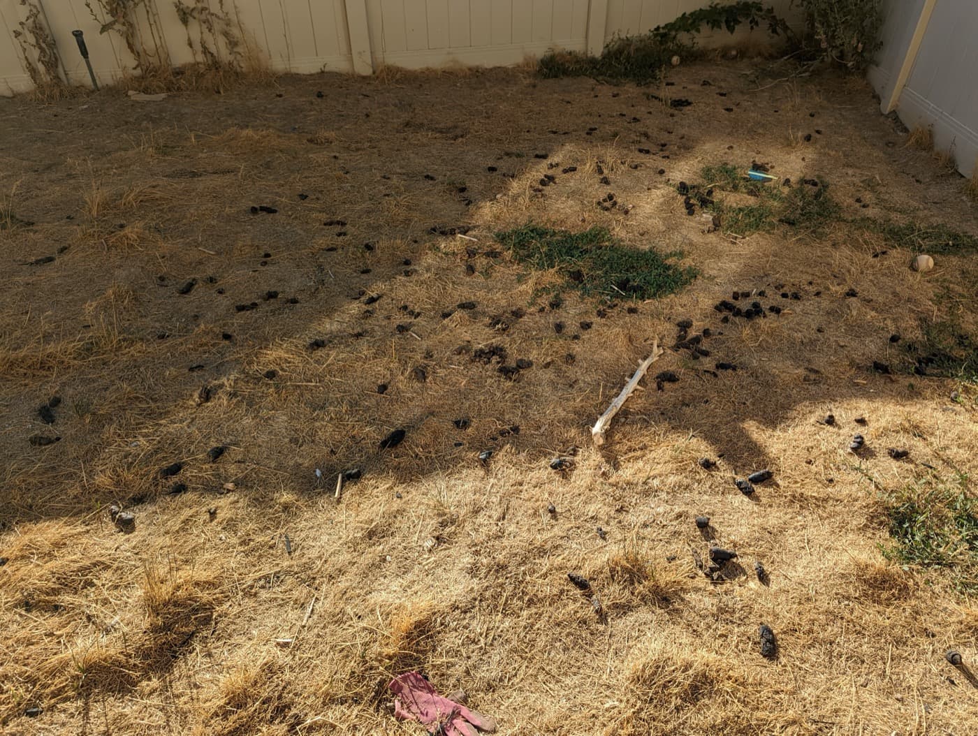 Stop Mowing Over Dog Poop (Your Mower, Lawn, and Shoes Will Thank You)