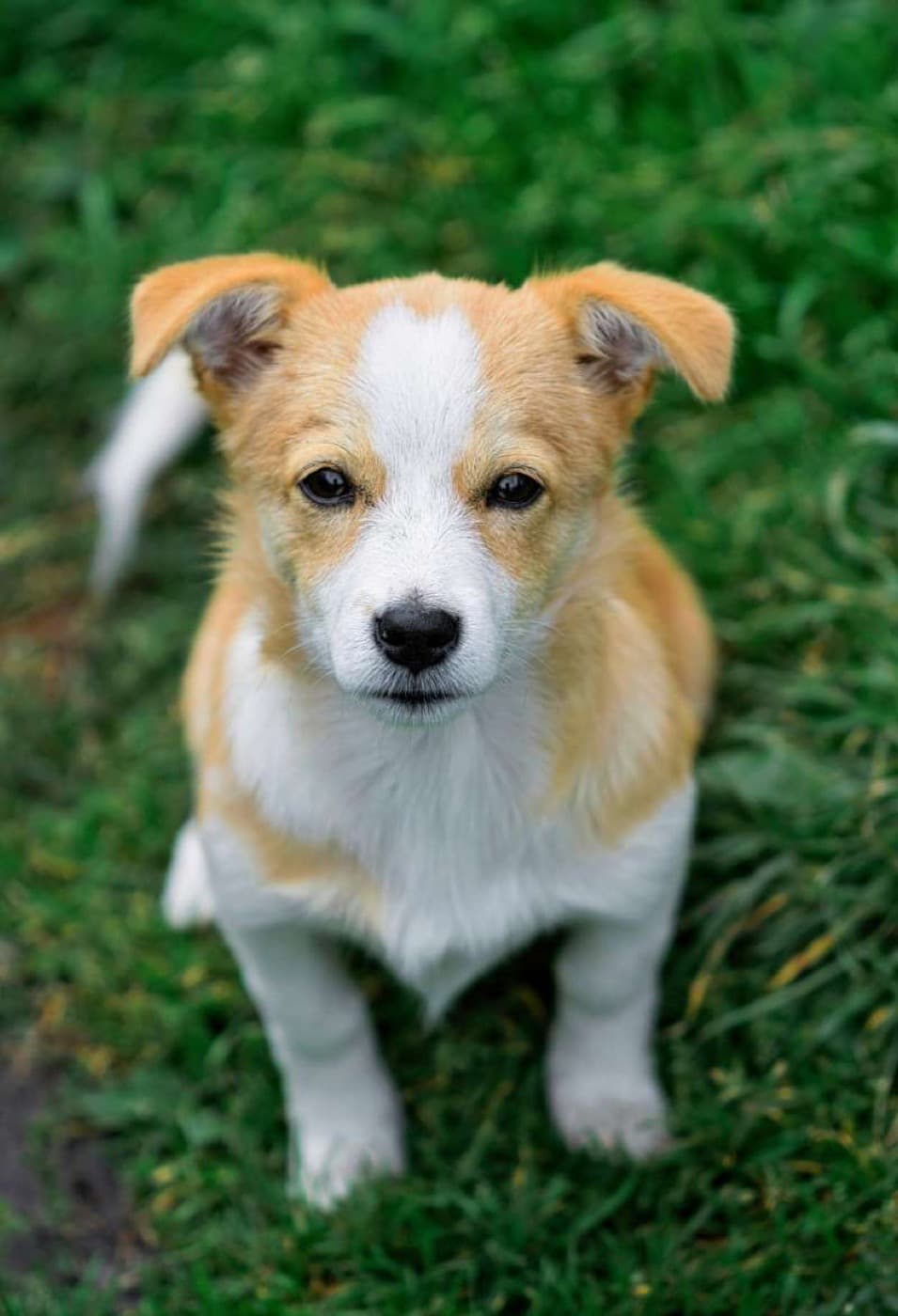 Training 101: Essential Commands Every Dog Should Know