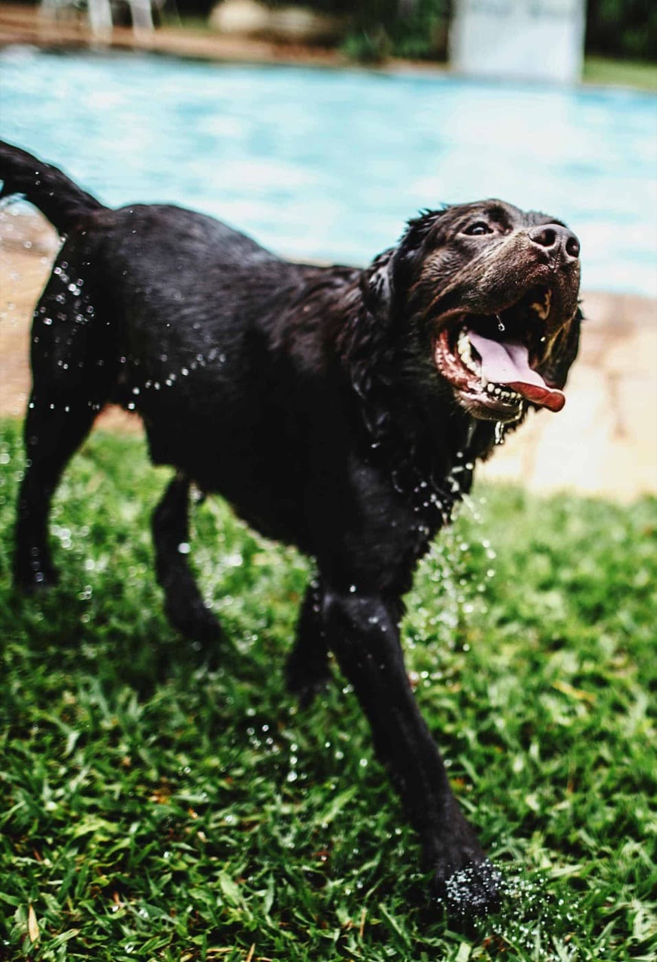 Dog enjoying a fresh, deodorized backyard in summer