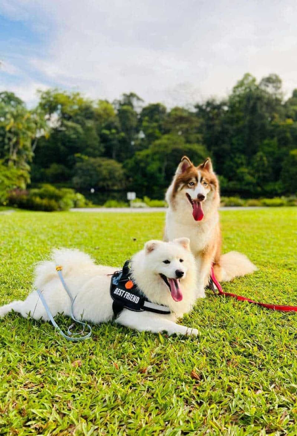 The Benefits of Doggy Daycare: Why It's Good for Your Dog
