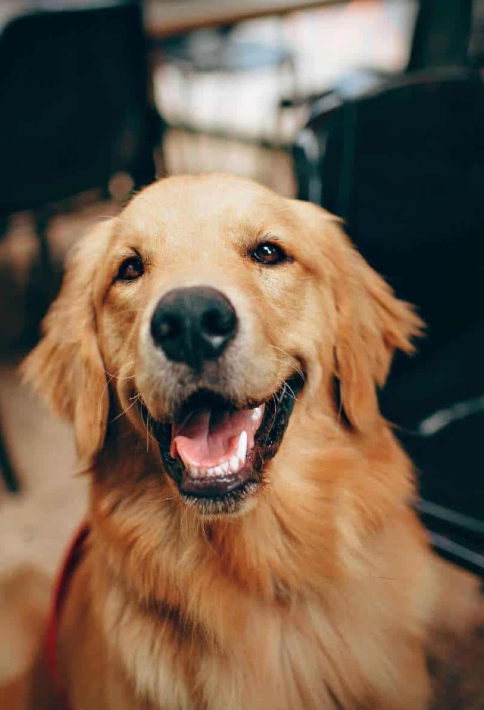 Healthy Dog, Healthy You