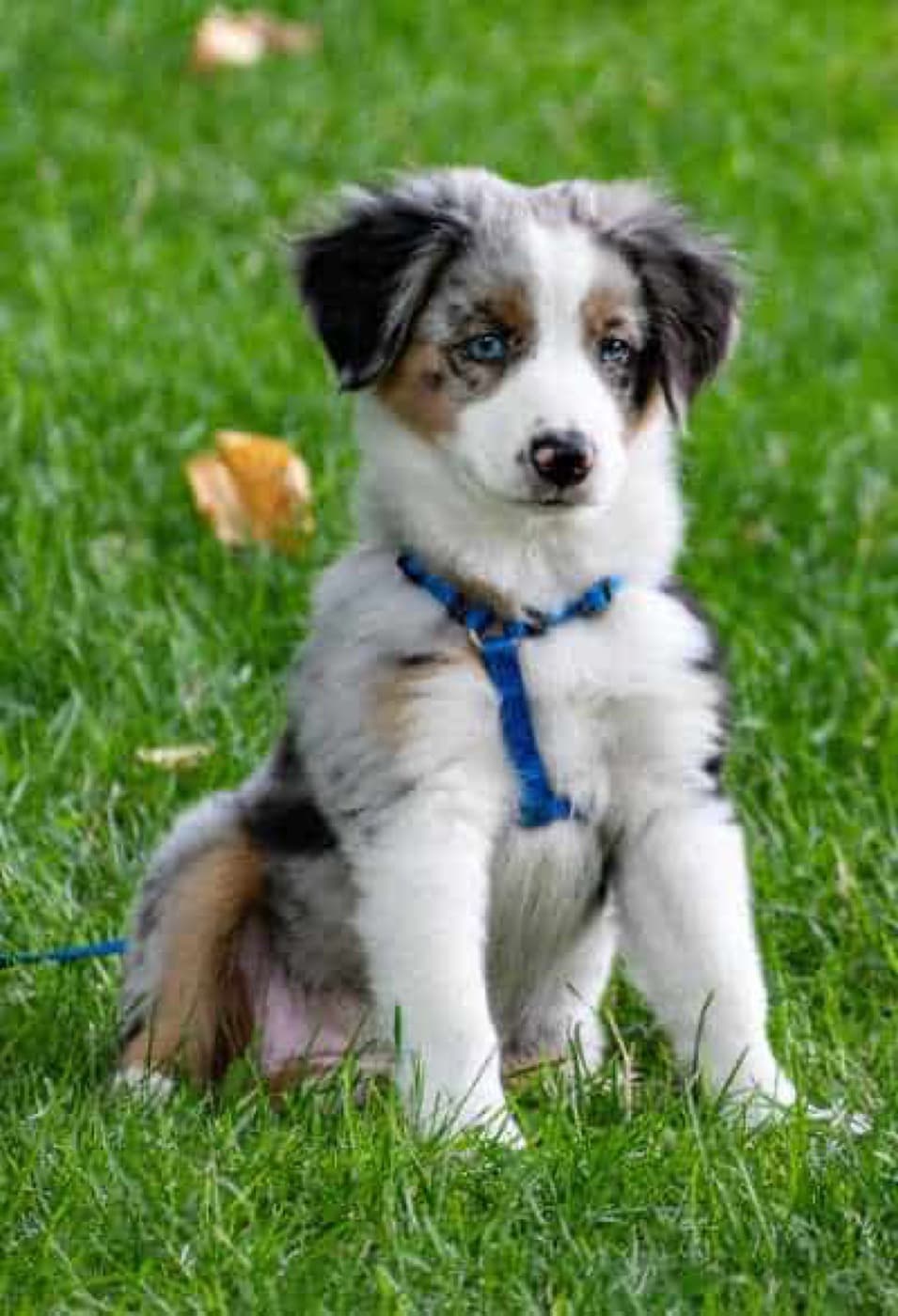 The New Puppy Backyard Survival Guide