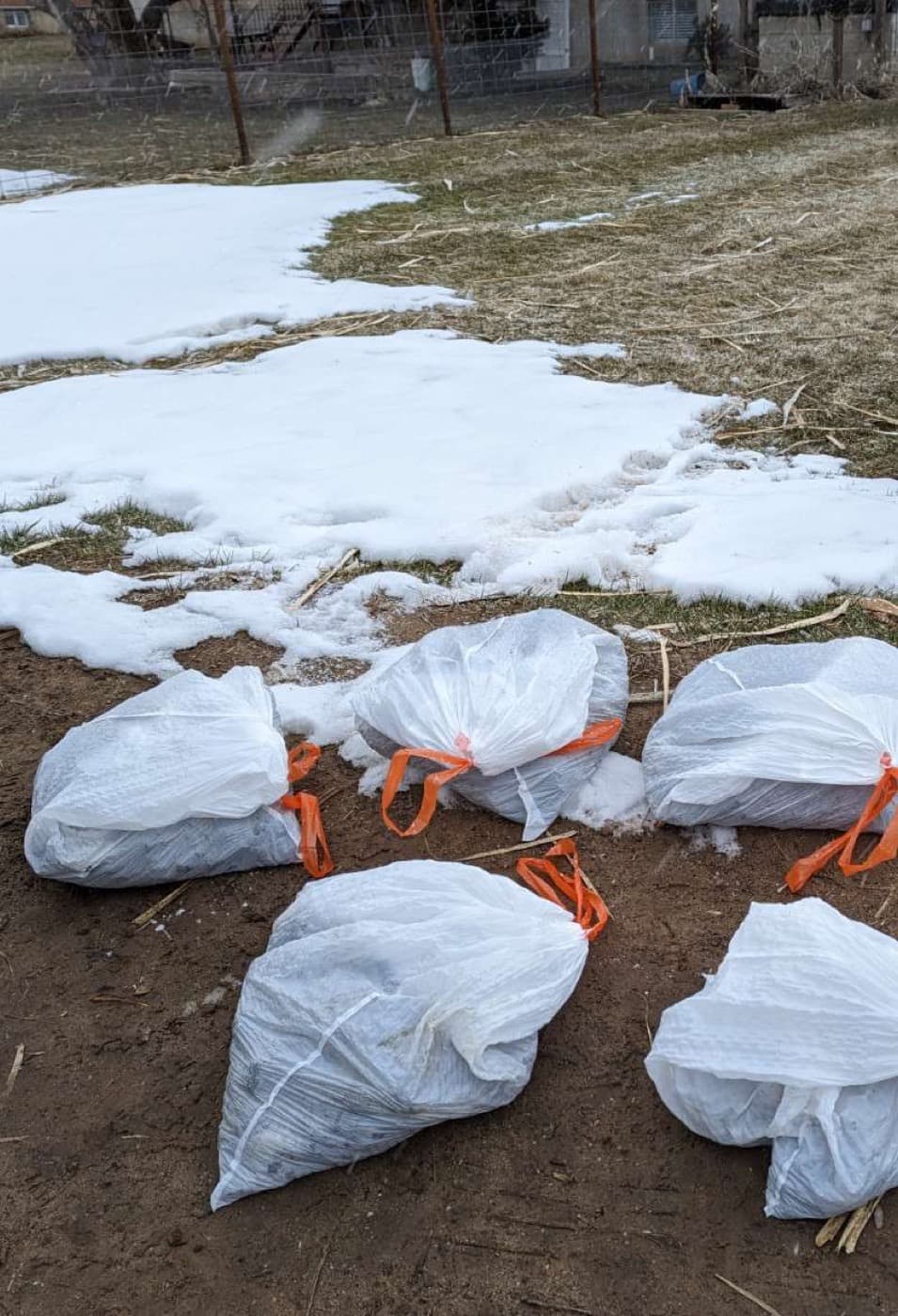 The Spring Revival: Why Cleaning Up Dog Waste Post-Winter is Crucial for Your Lawn