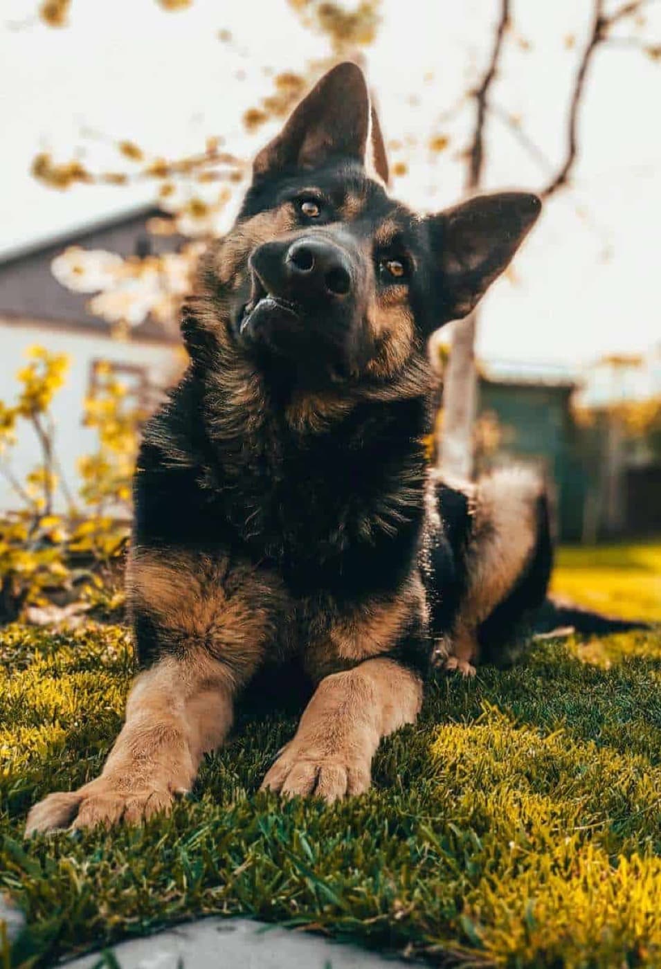 What Your Dog’s Poop Can Tell You About Your Dog