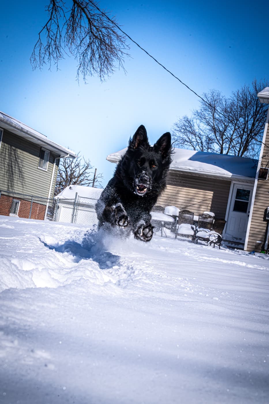 How Cold Is Too Cold for Dogs? An Iowa Winter Guide