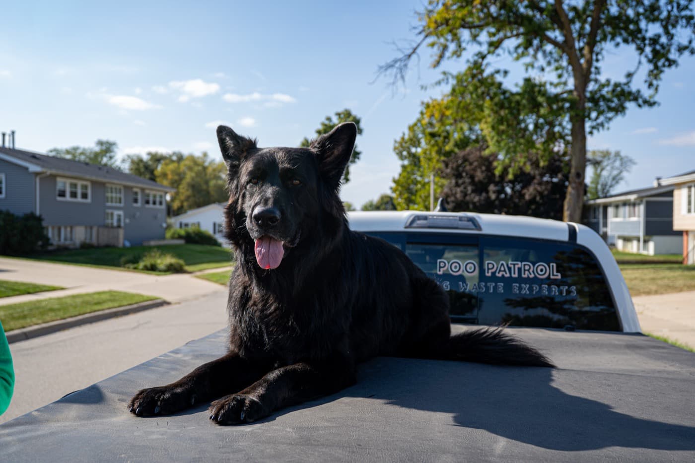 Bear the Poo Patrol dog riding on a branded service truck in a residential Iowa neighborhood