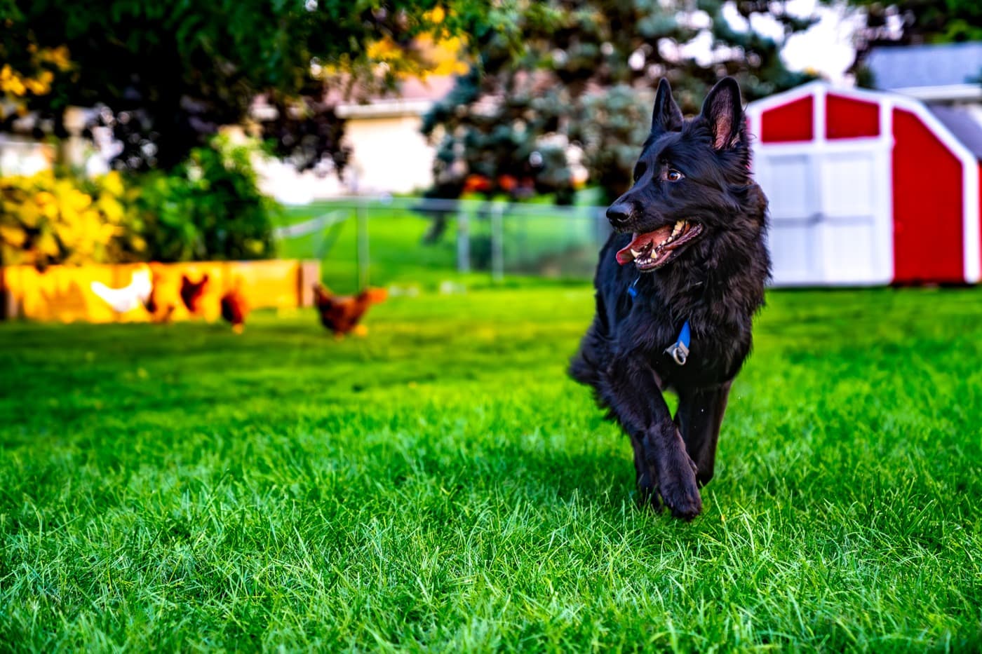 Happy dog trotting across a clean green backyard kept spotless by Poo Patrol's residential pooper scooper service