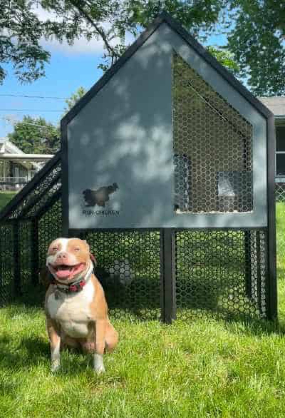 How to introduce your dogs to chickens.