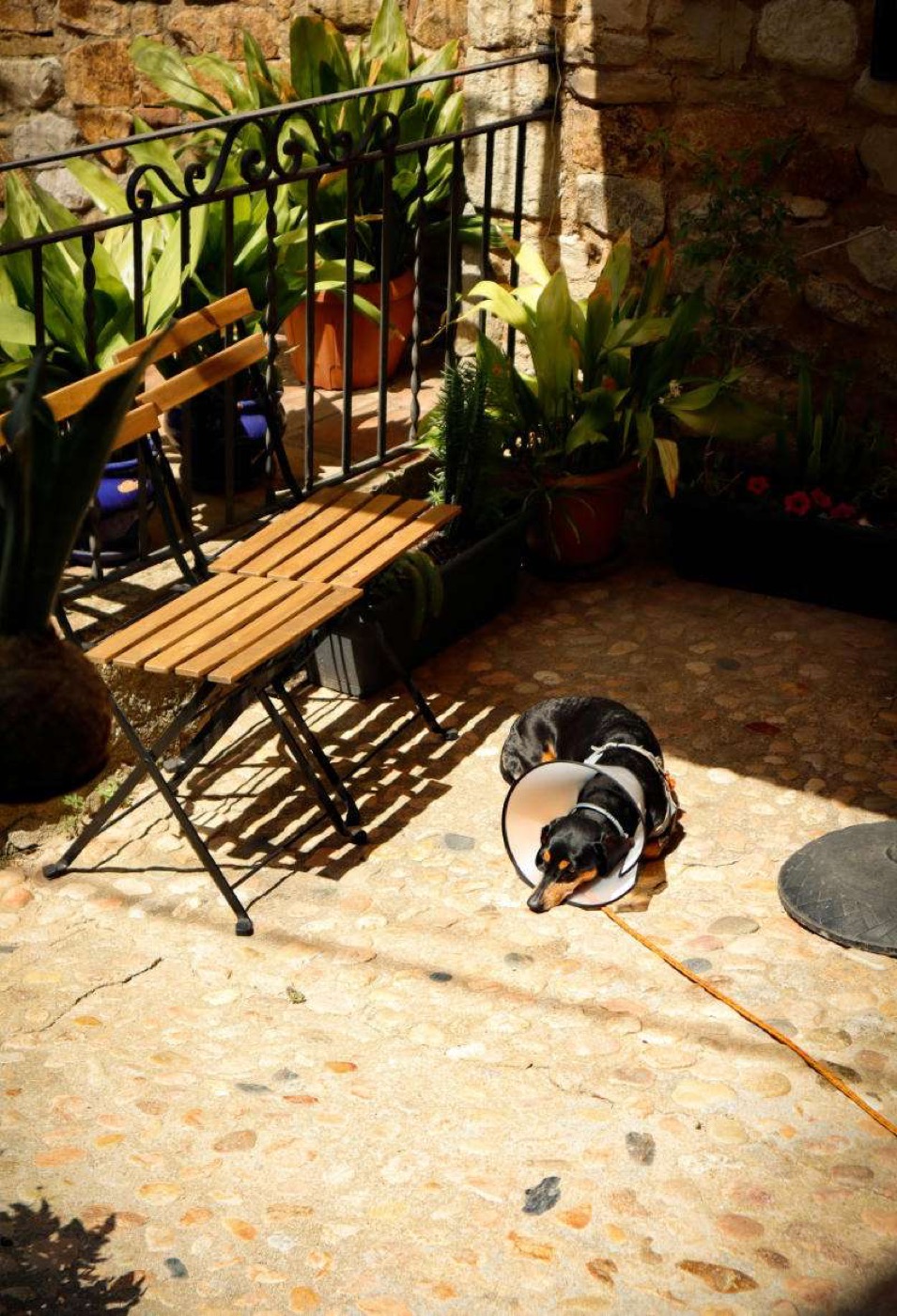 soft dog poop and diarrhea explained