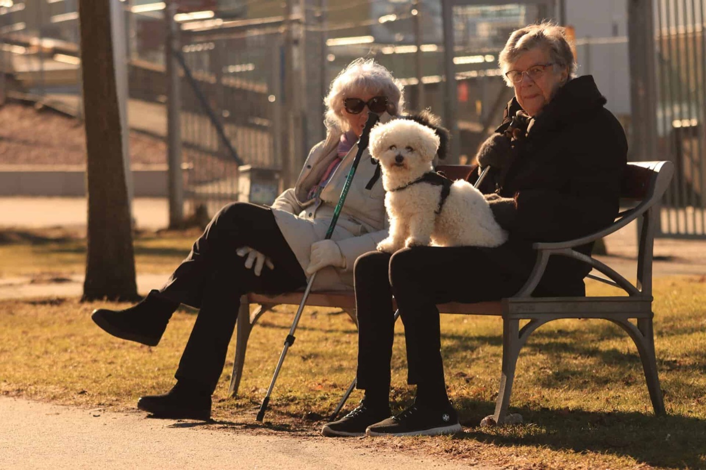 seniors enjoying dog out for walk