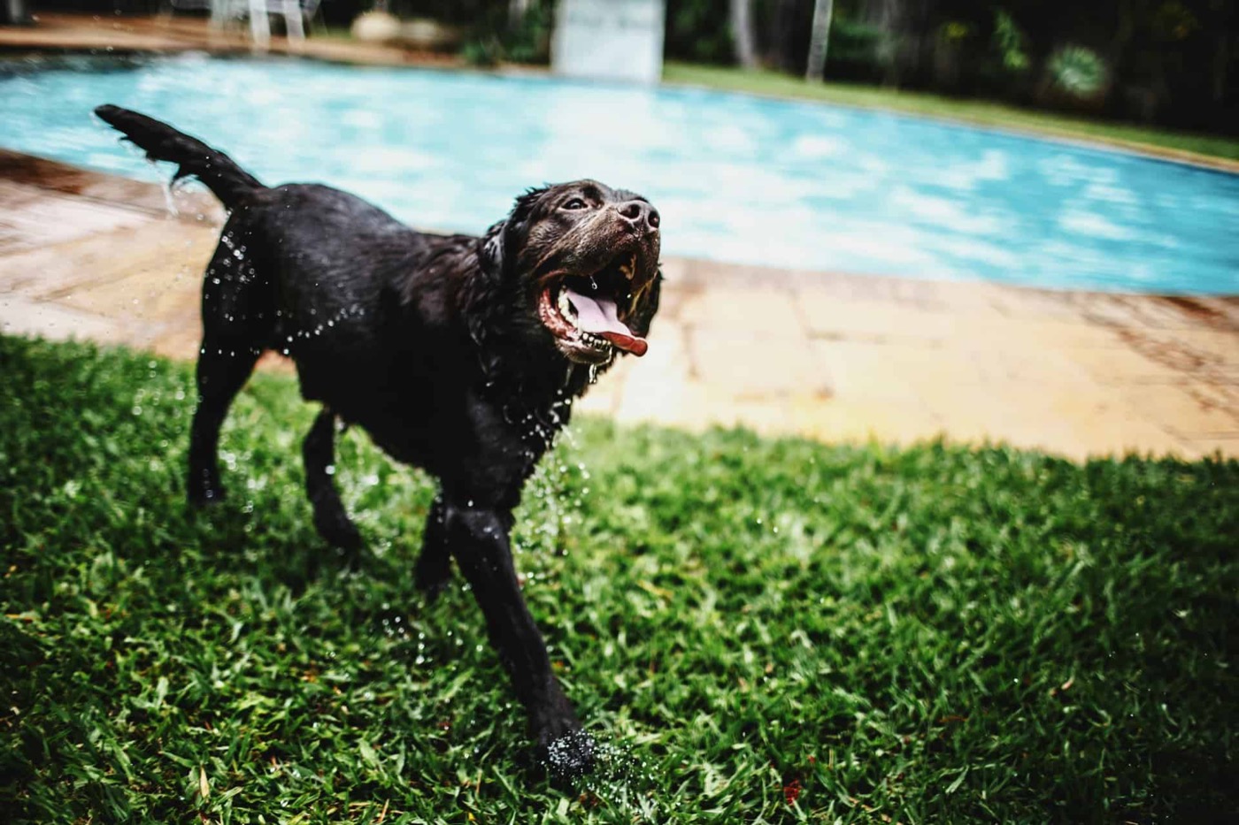 remove dog shit from yard